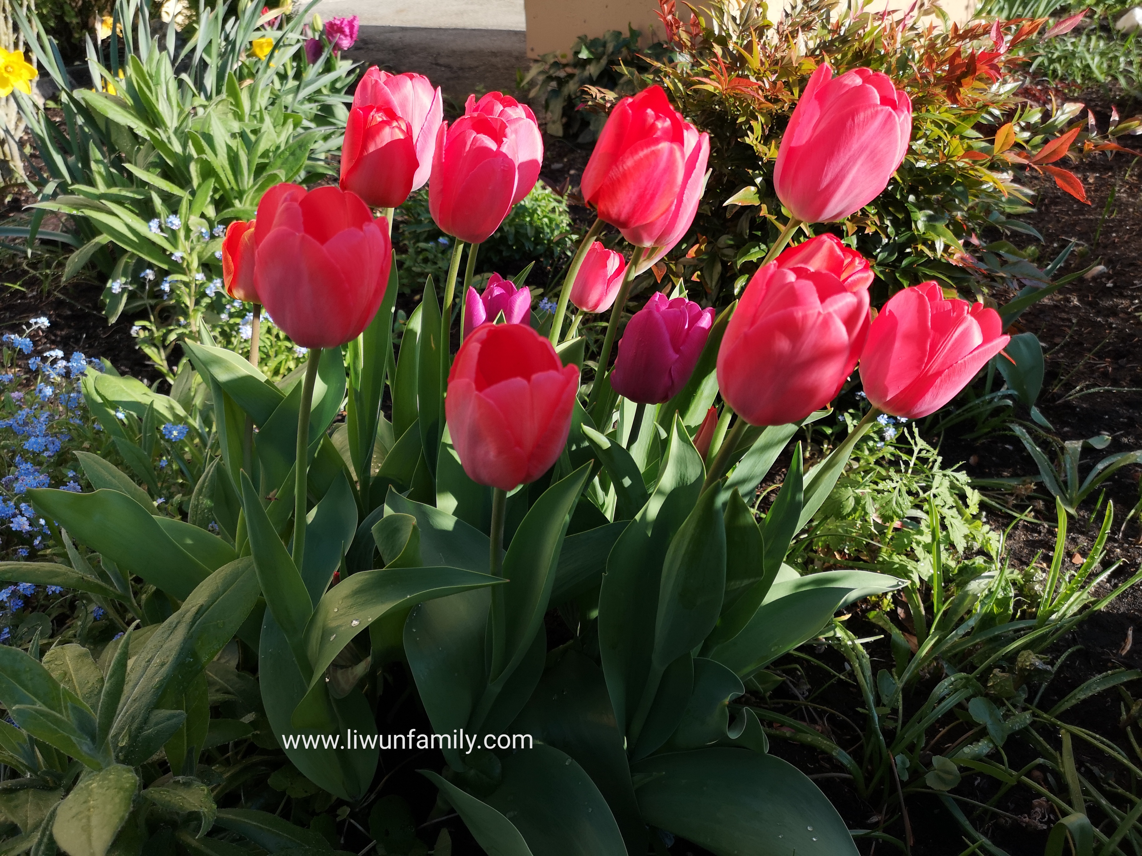 Lihat Bunga Tulip Bermekaran Di Musim Semi Membuat Saya Paham Jenis Varietasnya Make It In Your Life