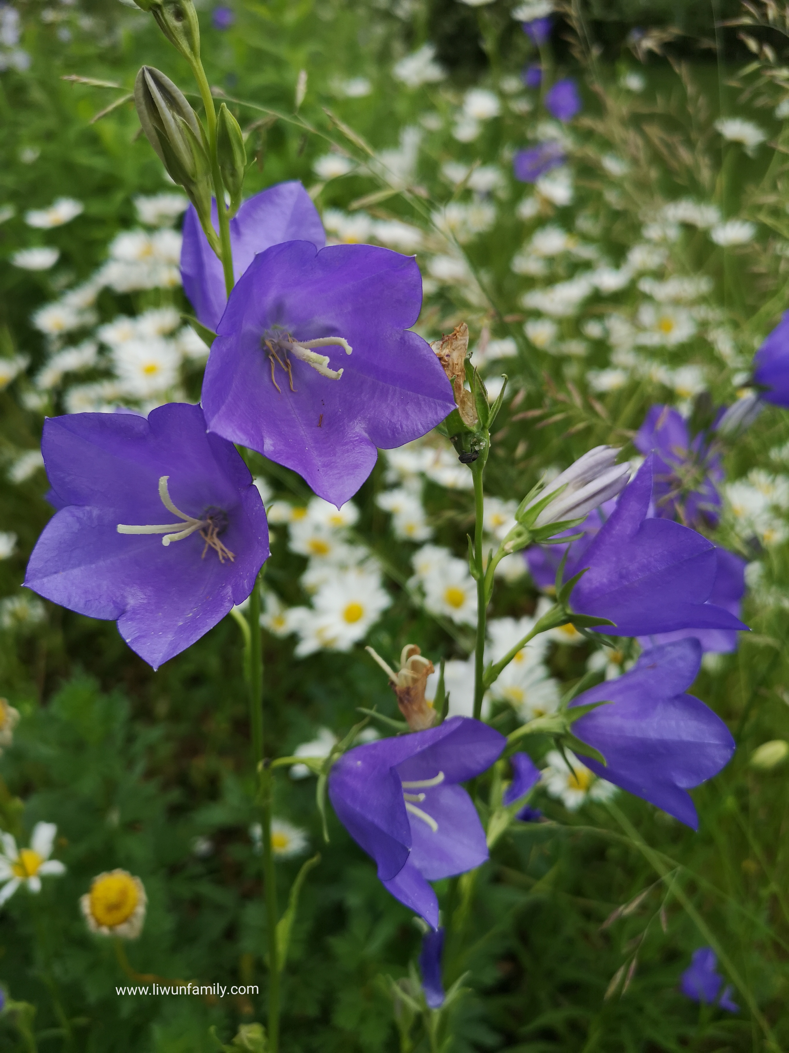 Bellflower Bunga Seperti Lonceng Berbentuk Klasik Dan Tak Hanya Penghias Rumah Saja Tapi Akarnya Bisa Jadi Obat Make It In Your Life
